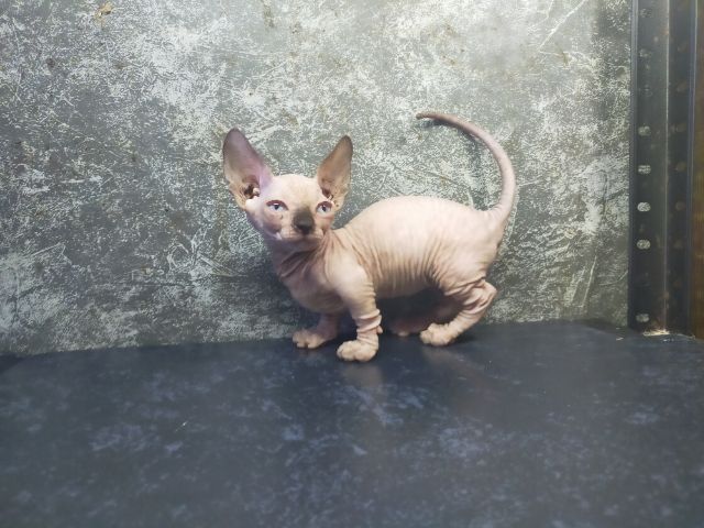 แมวสฟิงซ์ขาสั้นเพศเมีย รูปที่ 4