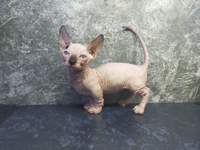 แมวสฟิงซ์ขาสั้นเพศเมีย รูปที่ 2