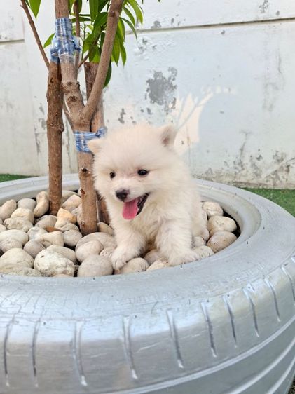 ปอมเมอเรเนียล รูปที่ 3