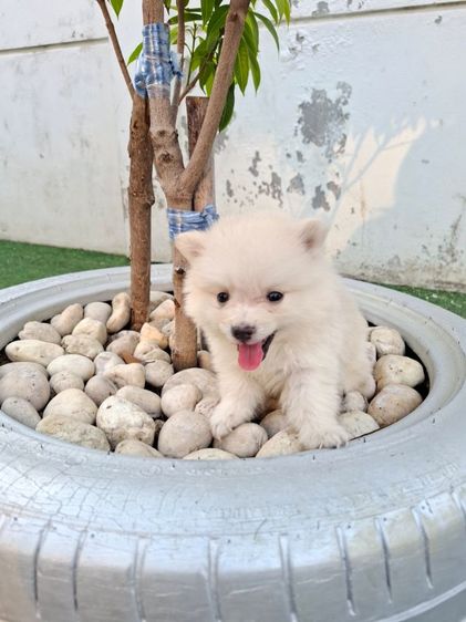 ปอมเมอเรเนียล