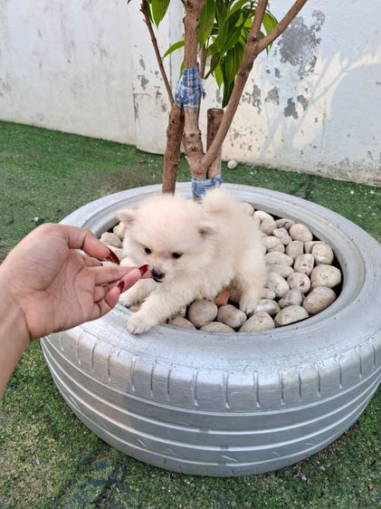 ปอมเมอเรเนียล รูปที่ 4