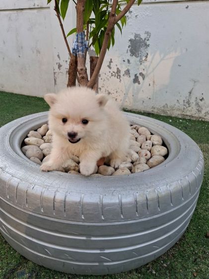 ปอมเมอเรเนียล รูปที่ 2