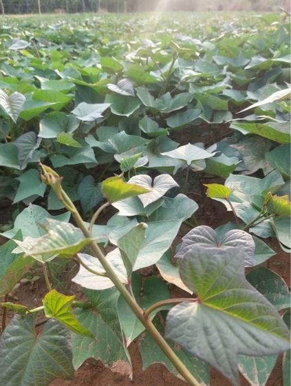 ยอดพันธุ์มันเพอร์เพิ้ลสวีท(แพ็คกล่องละ50-100ยอด) - ปลอดสารเคมี ส่งตรงจากไร่ รูปที่ 4