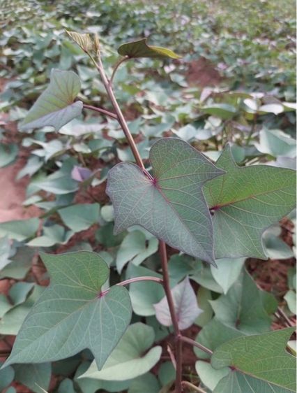 ยอดพันธุ์มันเพอร์เพิ้ลสวีท(แพ็คกล่องละ50-100ยอด) - ปลอดสารเคมี ส่งตรงจากไร่ รูปที่ 5