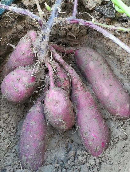 ยอดพันธุ์มัน มุราซากิ แพ็คกล่องละ 50-100ยอด ปลอดสารเคมี ส่งตรงจากไร่ รูปที่ 5