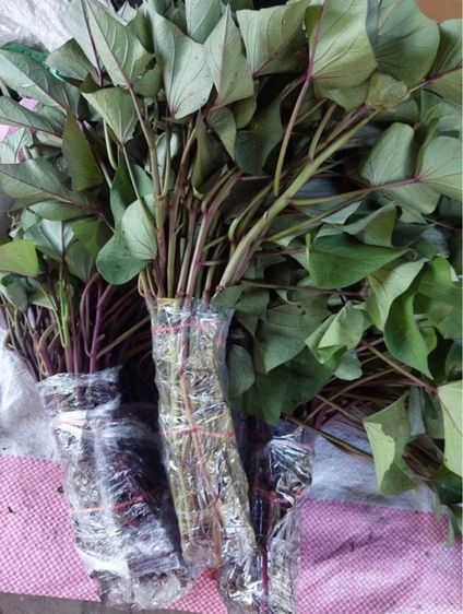 ยอดพันธุ์มัน มุราซากิ แพ็คกล่องละ 50-100ยอด ปลอดสารเคมี ส่งตรงจากไร่ รูปที่ 2