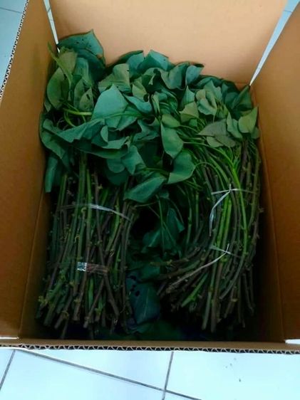 ยอดพันธุ์มัน มุราซากิ แพ็คกล่องละ 50-100ยอด ปลอดสารเคมี ส่งตรงจากไร่ รูปที่ 7