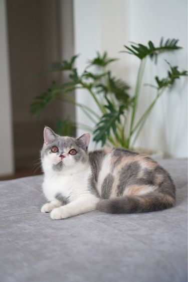 หญิง ขี้ิ้อน