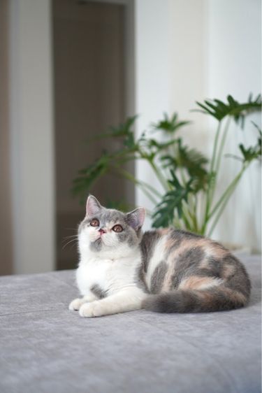 หญิง ขี้ิ้อน รูปที่ 5