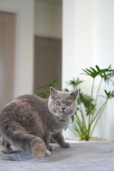 เด็กหญิงอ้วน รูปที่ 3