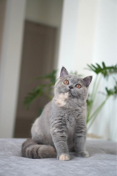 เด็กหญิงอ้วน