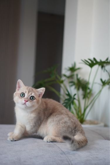 เด็กชายขี้อ้อน รูปที่ 3