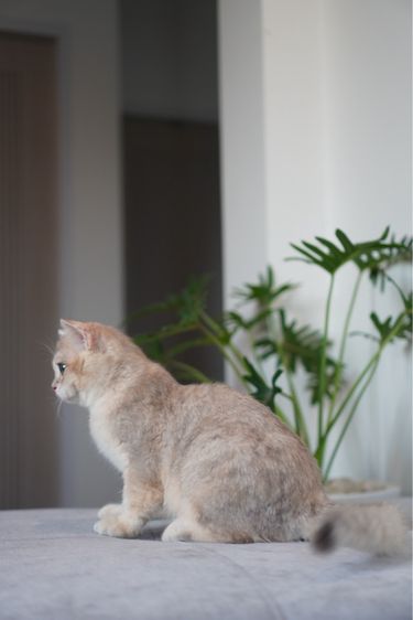 เด็กชายขี้อ้อน รูปที่ 2