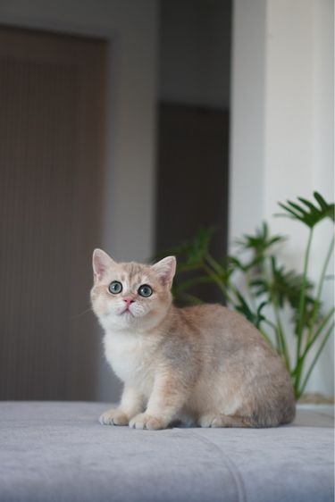 เด็กชายขี้อ้อน