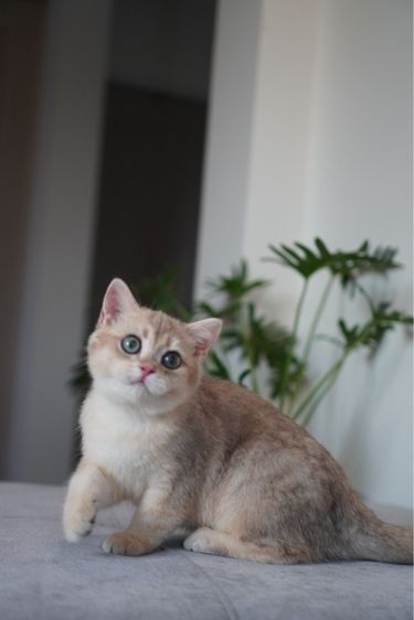 เด็กชายขี้อ้อน รูปที่ 4