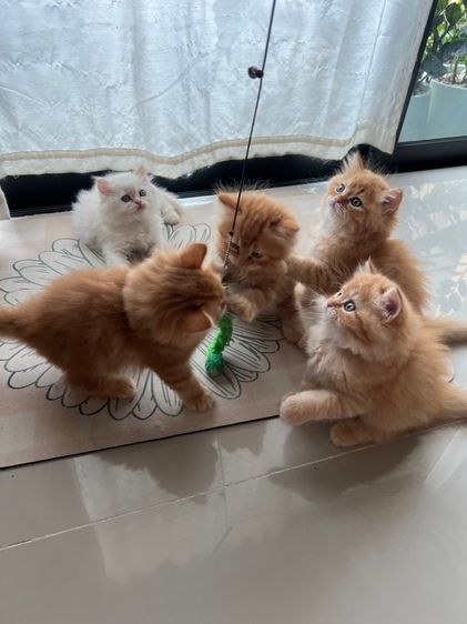 ลูกแมว รูปที่ 4