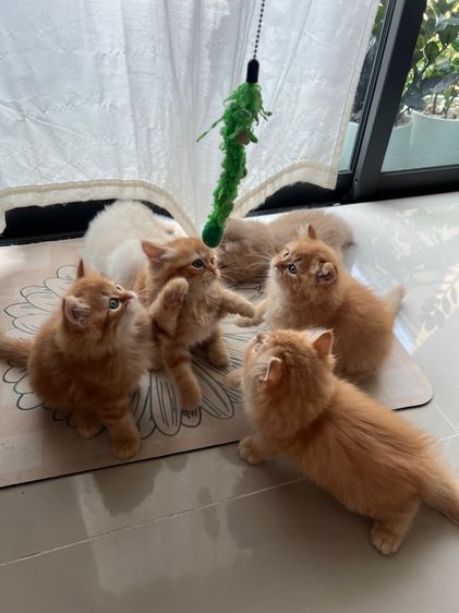 ลูกแมว รูปที่ 9