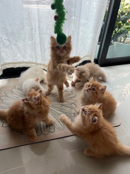 ลูกแมว รูปที่ 8