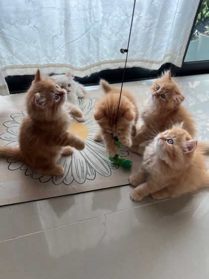 ลูกแมว รูปที่ 6