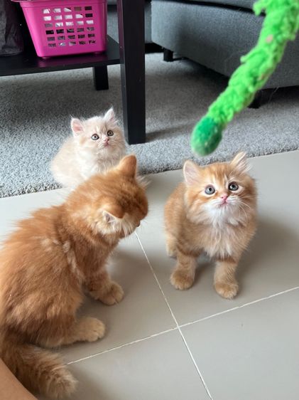 ลูกแมว รูปที่ 3