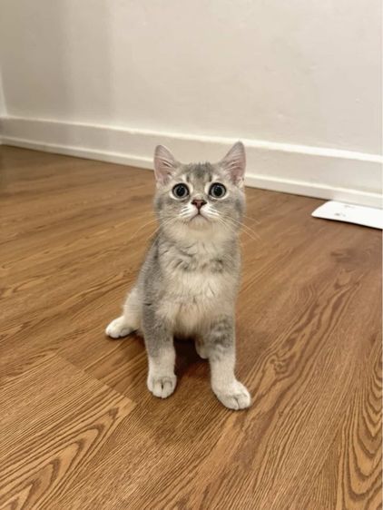 สก็อตติช รูปที่ 6