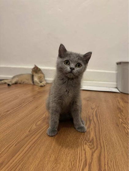 สก็อตติช รูปที่ 2