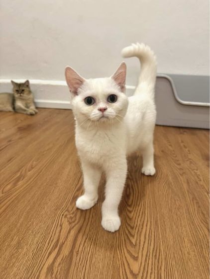 สก็อตติช รูปที่ 5