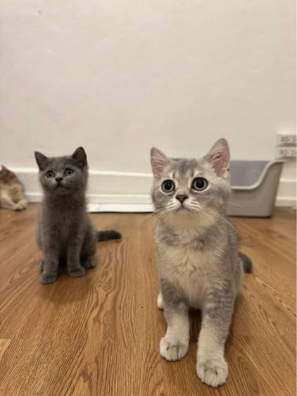 สก็อตติช