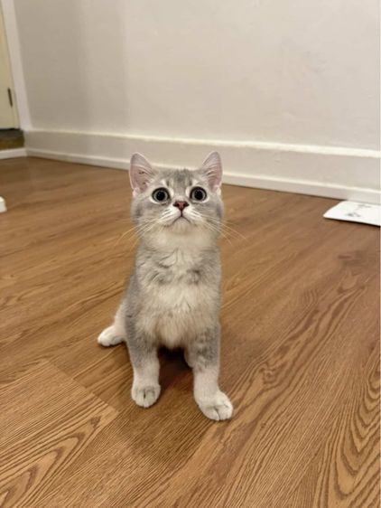 สก็อตติช รูปที่ 3