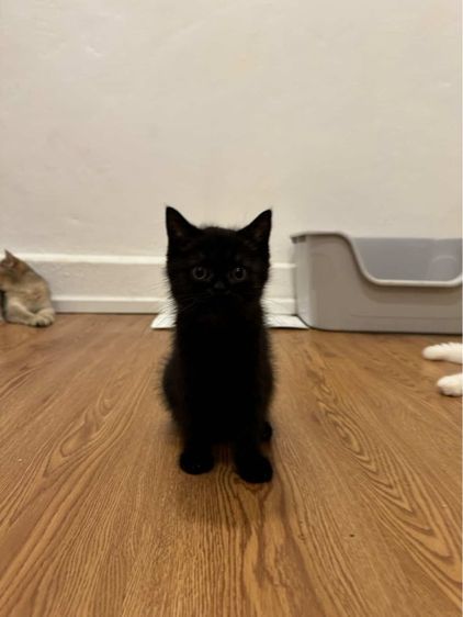 สก็อตติช รูปที่ 10