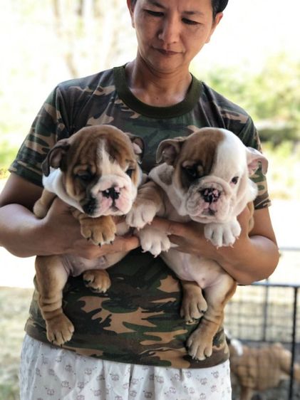 บูลด็อก (Bulldog) อิงลิชบลูด็อกเพศเมีย