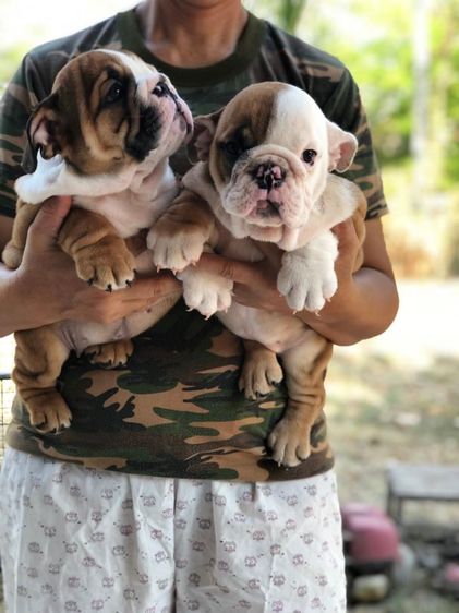 อิงลิชบลูด็อกเพศเมีย รูปที่ 2