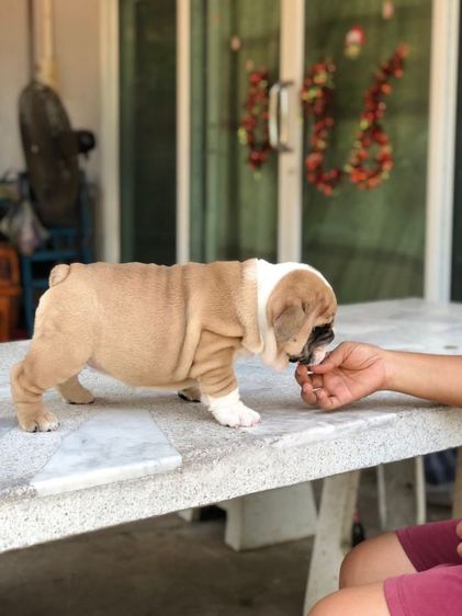 อิงลิชบลูด็อกเพศเมีย รูปที่ 3