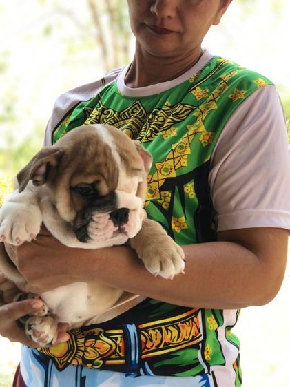 บูลด็อก (Bulldog) อิงลิชบลูด็อกเพศเมีย