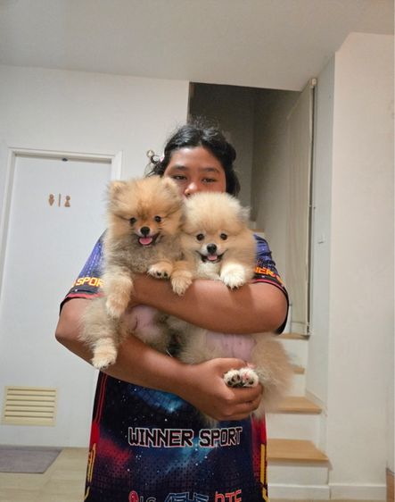 ปอมแท้ รูปที่ 2