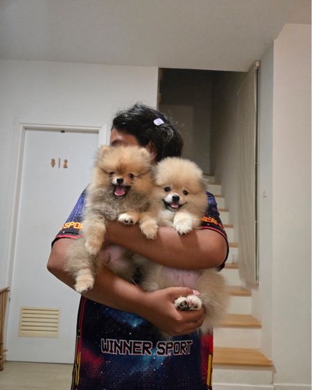 ปอมเมอเรเนียน (Pomeranian) เล็ก ปอมแท้