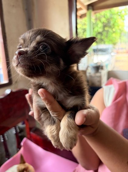 ชิวาว่าเพศผู้ สีช็อค ลักษณะดี รูปที่ 5