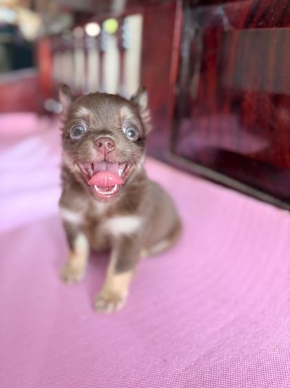 ชิวาว่าเพศผู้ สีช็อค ลักษณะดี รูปที่ 7