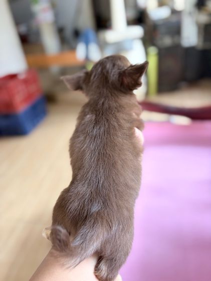 ชิวาว่าเพศผู้ สีช็อค ลักษณะดี รูปที่ 9