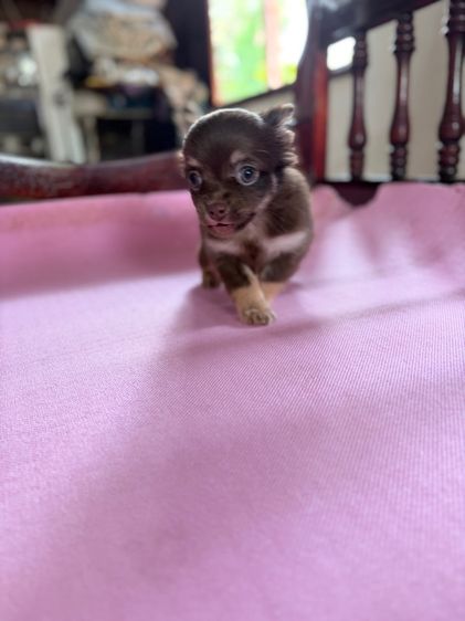 ชิวาว่าเพศผู้ สีช็อค ลักษณะดี รูปที่ 11