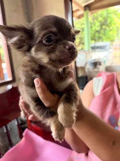 ชิวาว่าเพศผู้ สีช็อค ลักษณะดี รูปที่ 3