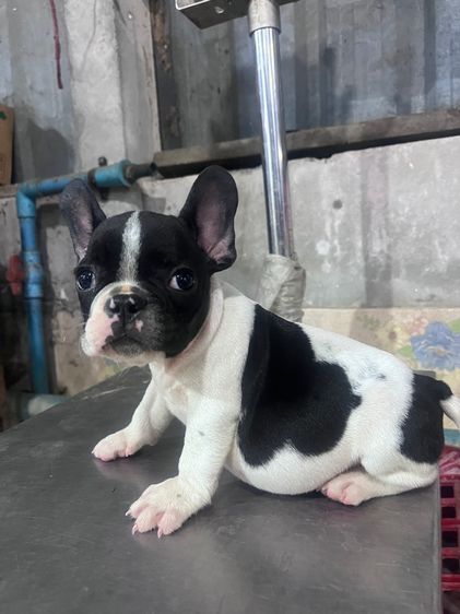 ลูกสุนัขเฟรนบลูด้อค อายุ60วันต้องการย้ายบ้านด่วน รูปที่ 2