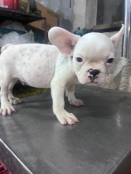 ลูกสุนัขเฟรนบลูด้อค อายุ60วันต้องการย้ายบ้านด่วน รูปที่ 8