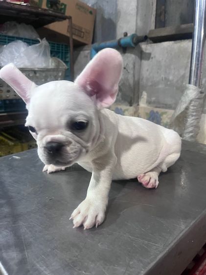 ลูกสุนัขเฟรนบลูด้อค อายุ60วันต้องการย้ายบ้านด่วน รูปที่ 3
