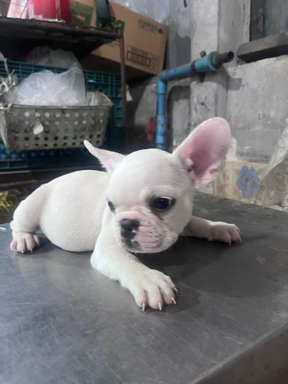 ลูกสุนัขเฟรนบลูด้อค อายุ60วันต้องการย้ายบ้านด่วน รูปที่ 6