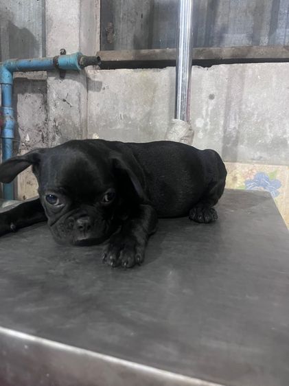 ลูกสุนัขเฟรนบลูด้อค อายุ60วันต้องการย้ายบ้านด่วน รูปที่ 7