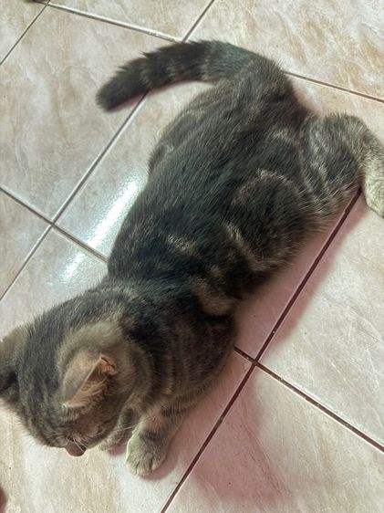 อเมริกันช็อตแฮร์ รูปที่ 4