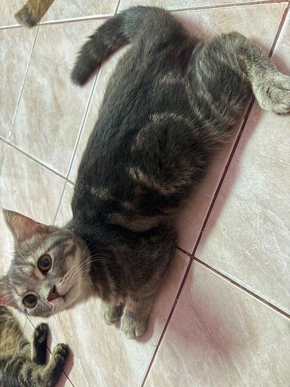 อเมริกันช็อตแฮร์