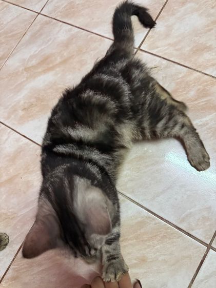 อเมริกันช็อตแฮร์ รูปที่ 9