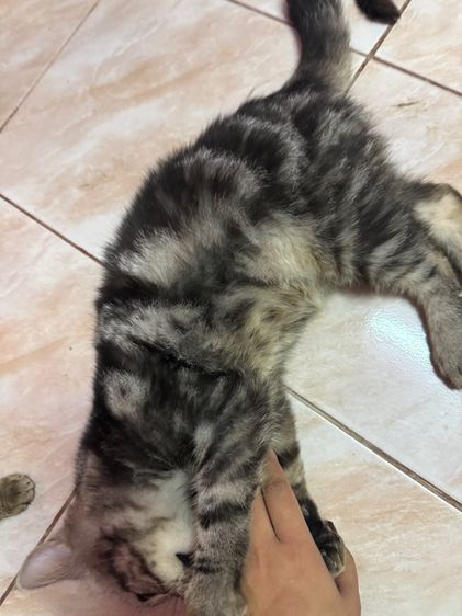 อเมริกันช็อตแฮร์ รูปที่ 8